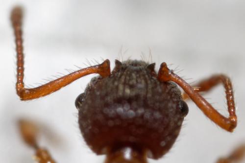 Réf. 181 052 : Myrmica sp.